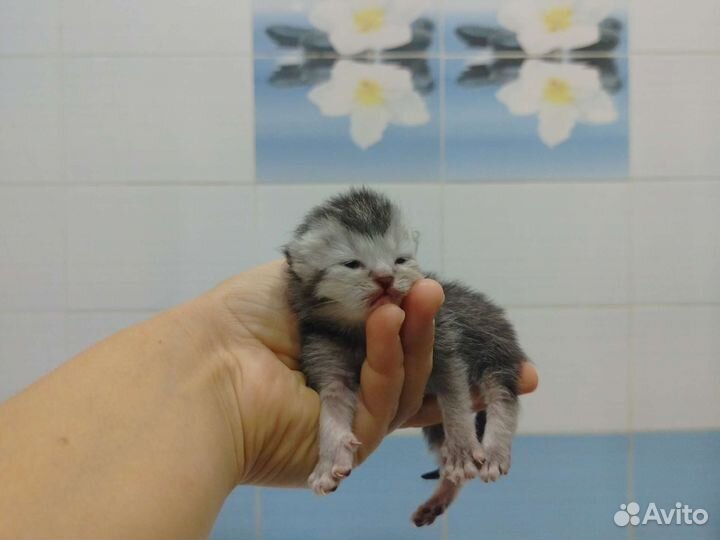 Котенок британская шиншилла+европейская кошка