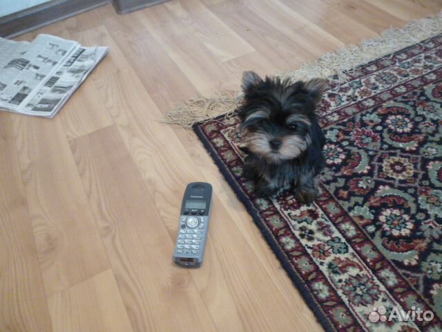 Йоркширский терьер