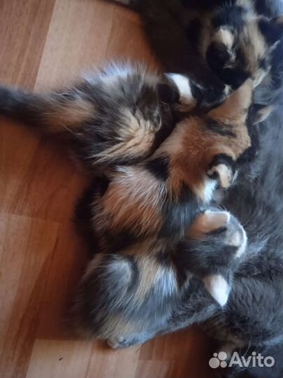 Трехцветный котенок девочка