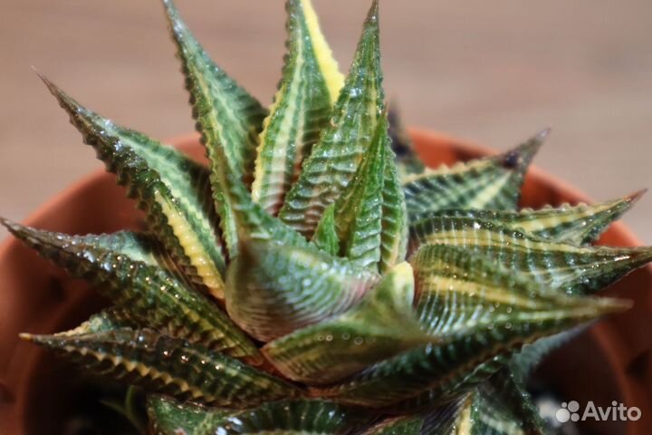 Редкий суккулент haworthia limifolia variegata