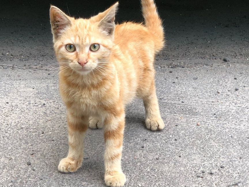 Пропадает на улице рыжий котёнок