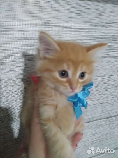 Кошка в дар