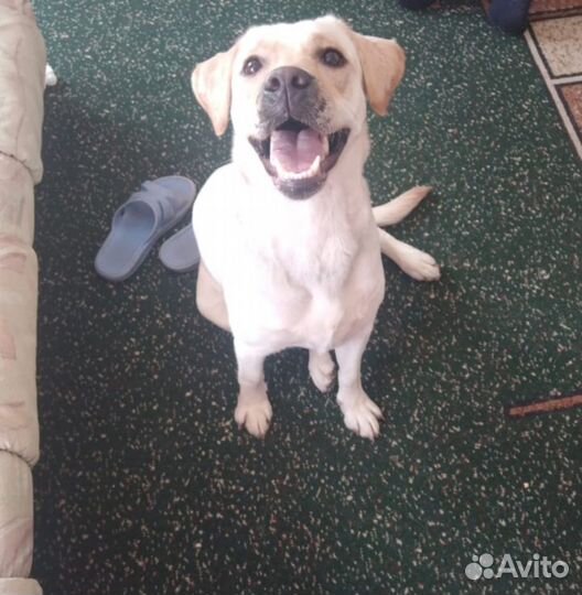 Отдам бесплатно