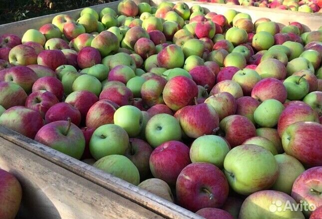 Работник по сборке яблок в саду. Вахта