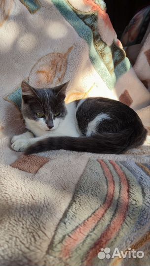 Котики бесплатно в добрые руки