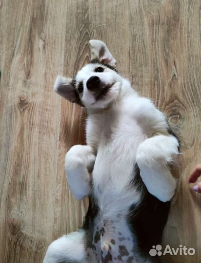 Щенок ищет дом