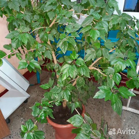 Продаются цветы