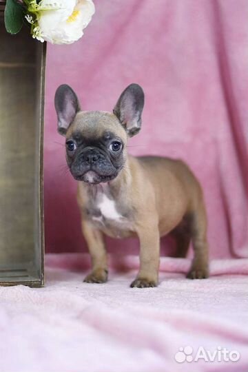 Цветные щенки французского бульдога