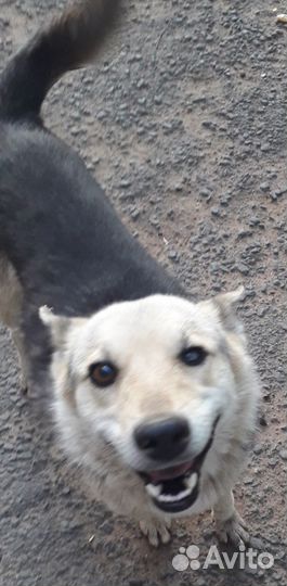 Собака - улыбака- танцевака