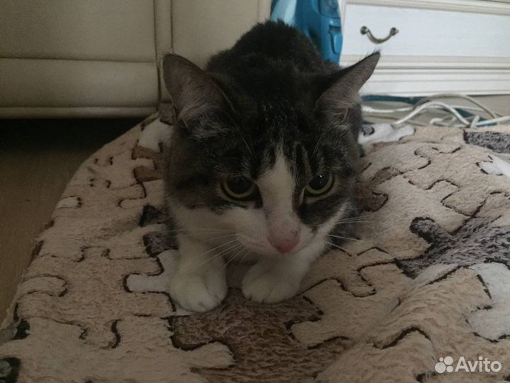 Кошка в дар бесплатно