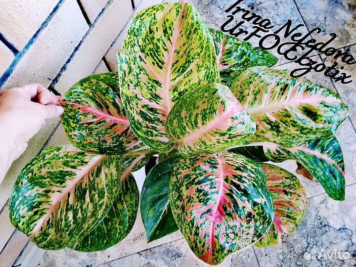 Аглаонема Maha chok(домашний гигант)