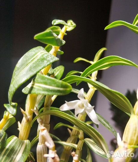 Dendrobium moniliforme Tama