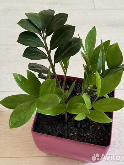 Замиокулькас