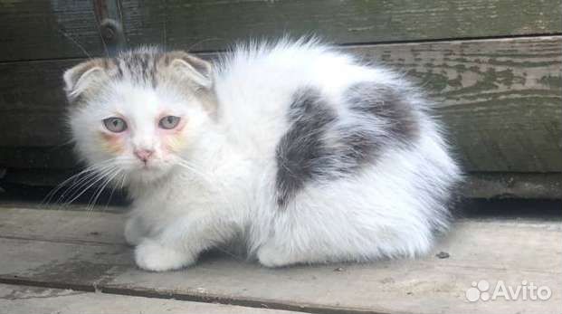 Бесплатно отдам котенка. Кошку