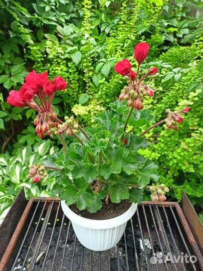 Пеларгонии