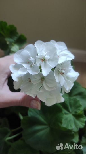 Белая взрослая герань с цветом