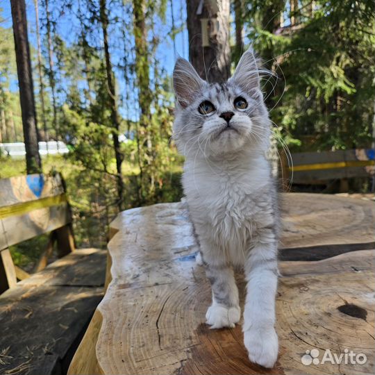 Котята мейн-кун