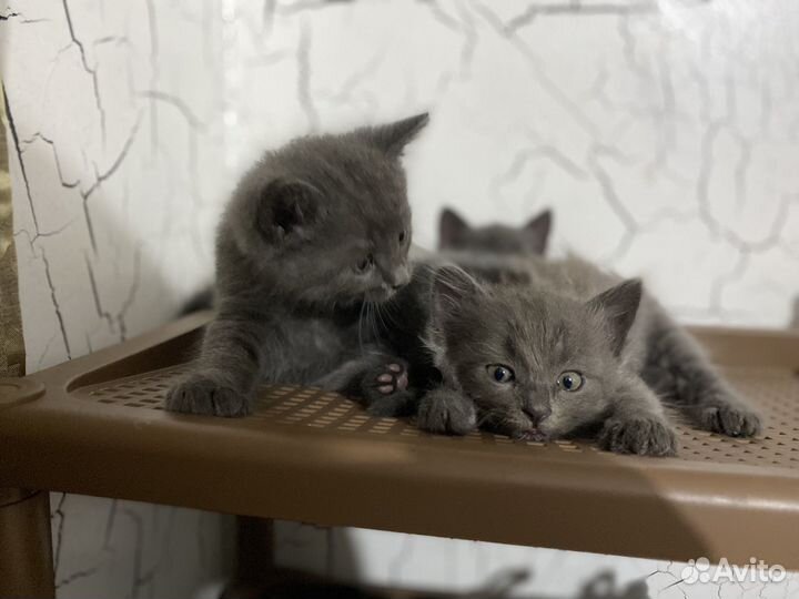 Котята в добрые руки бесплатно