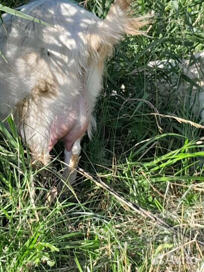 Коза ломанча