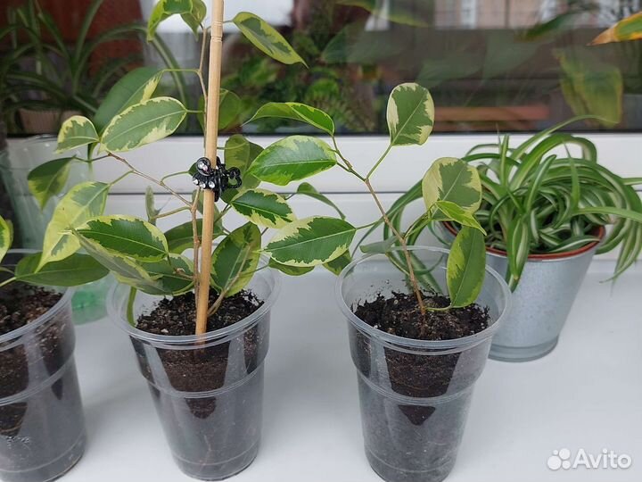 Комнатные растения