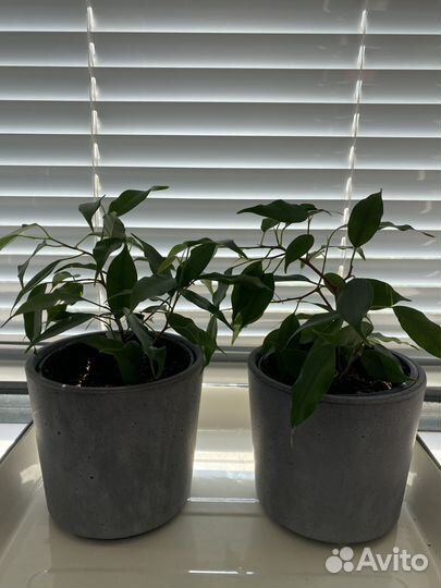 Фикус бенджамина