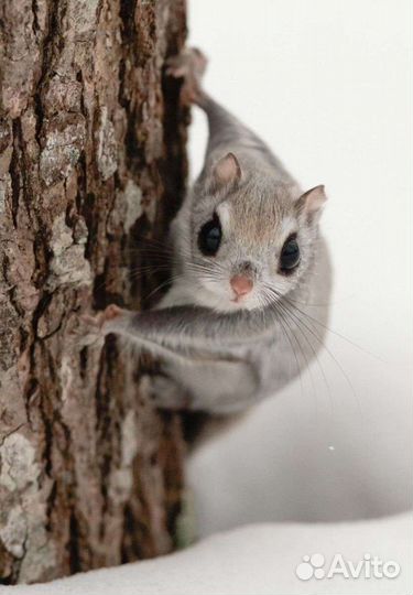 Белка летяга