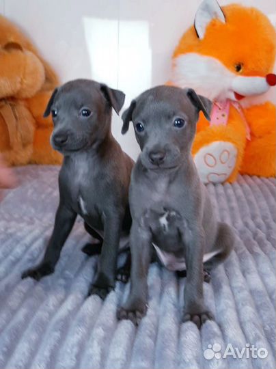 Два красивых малыша