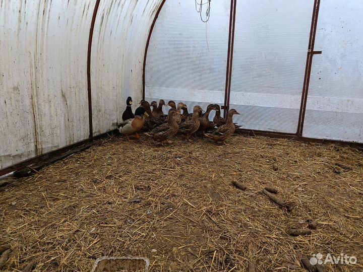 Утки подсадные для охоты