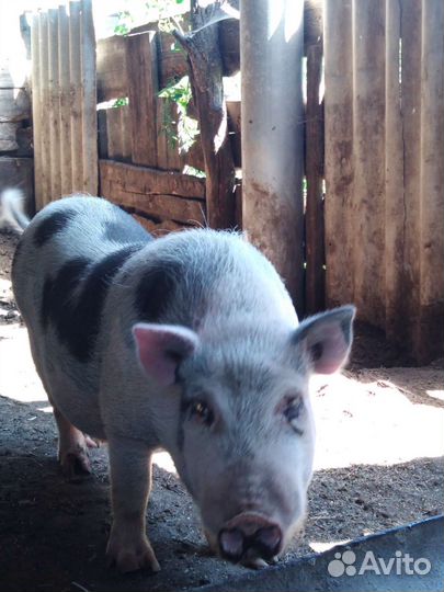 Вьетнамский хряк