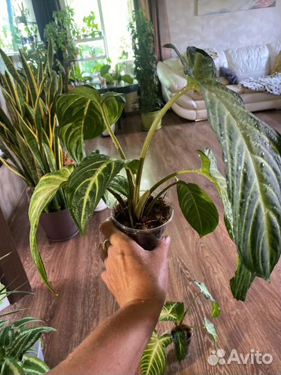 Каладиум, колоказия Линдена