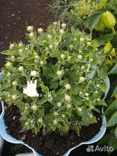 Хризантема