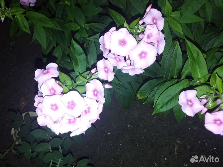 Дендробиум