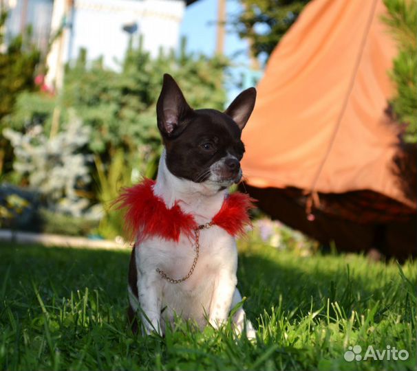 Чихуахуа настоящая красотка