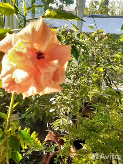 Комнатные цветы