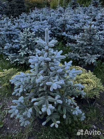 Ель Супер Блю