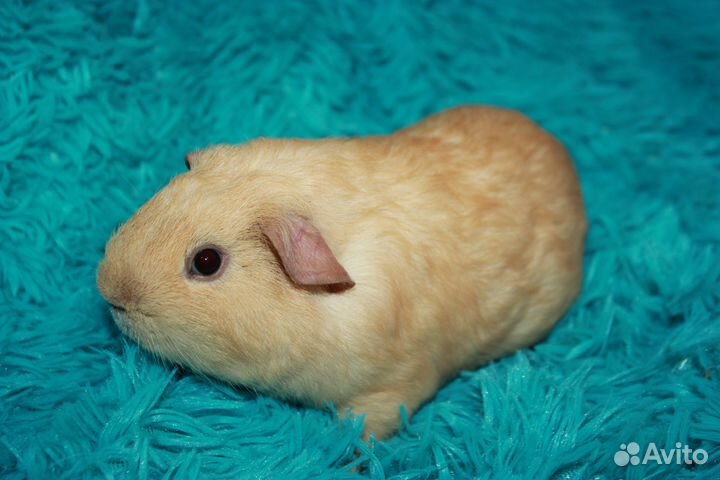 Морская свинка английский селф