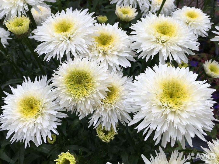 Ромашка Крейзи Дейзи, цветы для сада