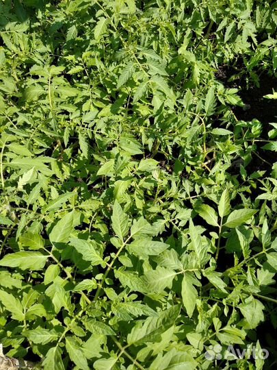 Рассада помидоры, огурцы, капуста