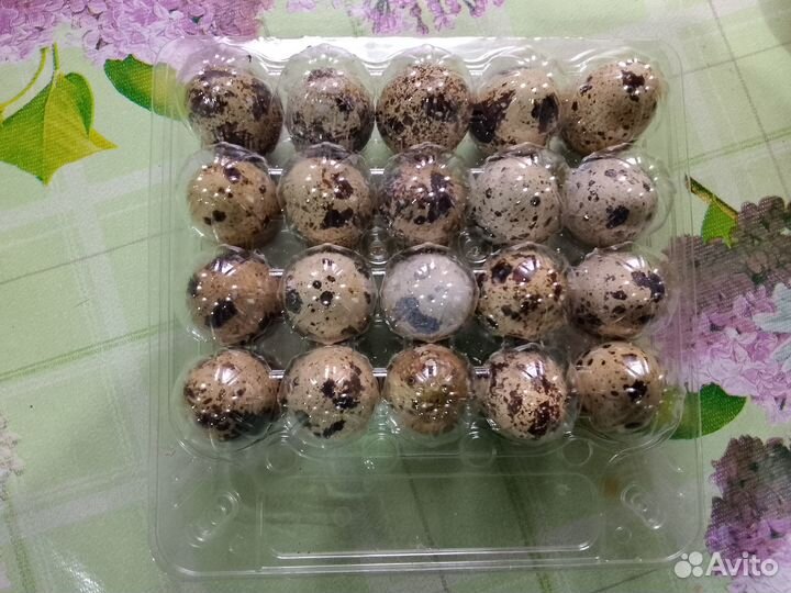 Яйца перепелиные