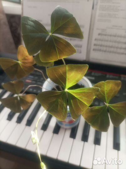 Оксалис, каллизия,Каланхоэ