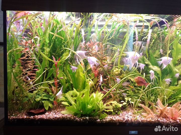 Аквариумные растения