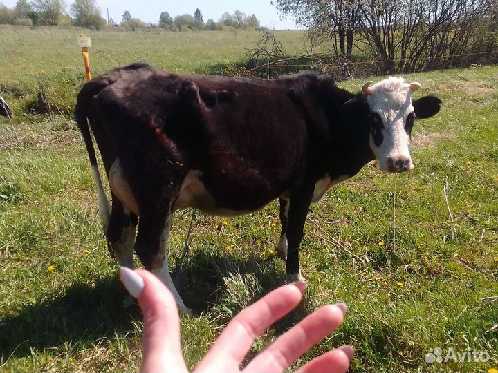 Корова дойная