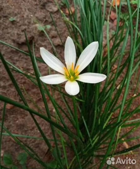 Цветы(бегония махровая,калатея,зефирантес) )