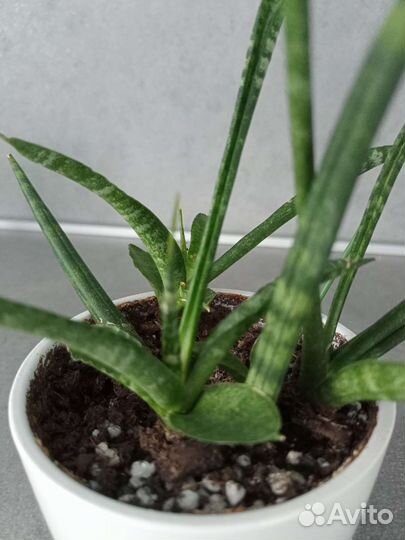 Сансевиерия цилиндрика