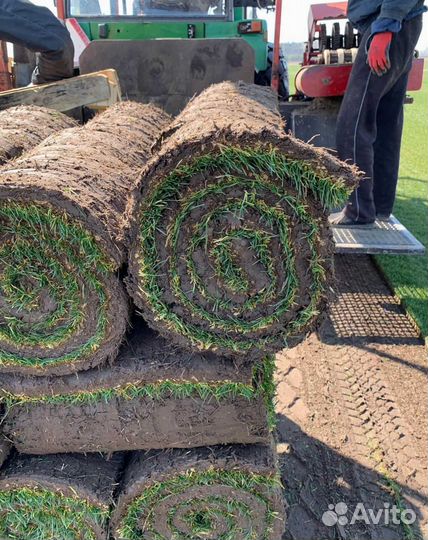 Рулонный газон, посевной газон