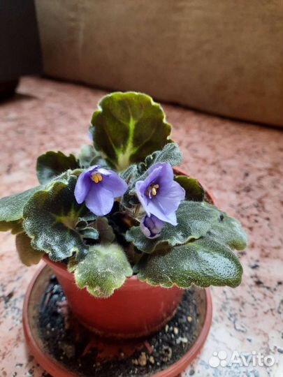 Фиалка сенполия