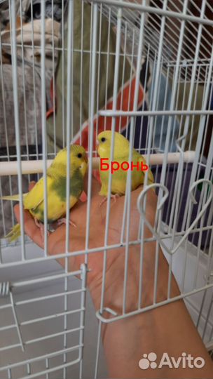 Волнистый попугай