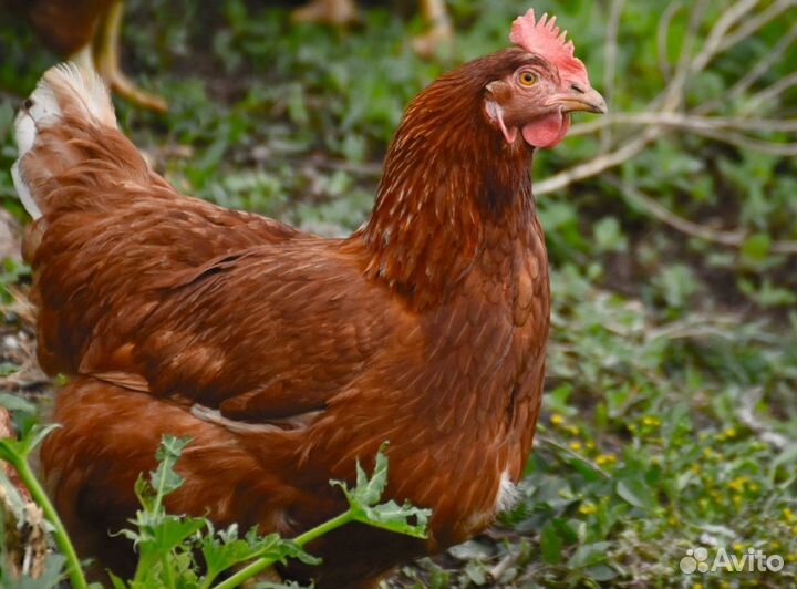 Куры несушки с агрофермы