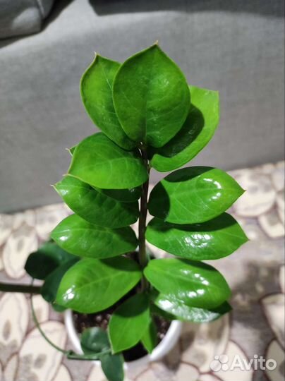 Замиокулькас