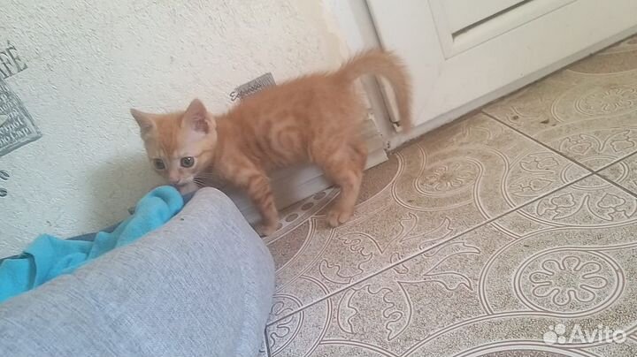 Рыжий котенок девочка